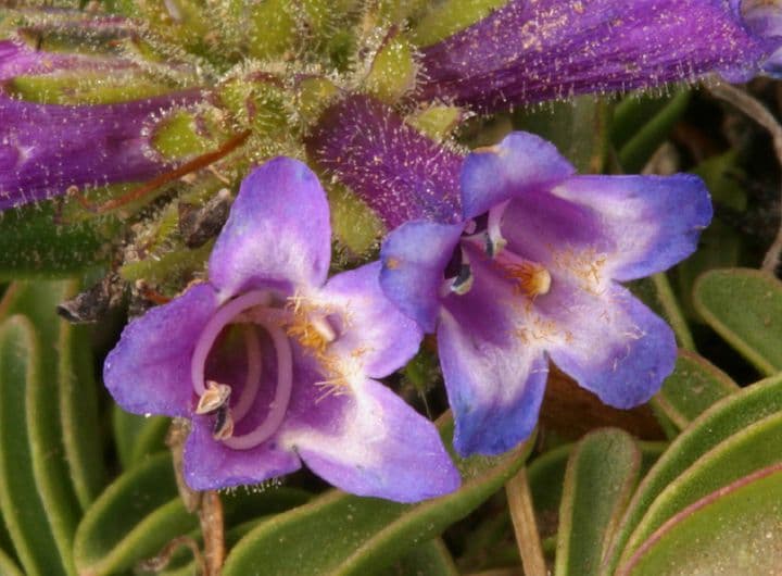 Penstemon 6