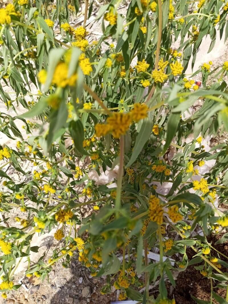 Flaveria bidentata 4