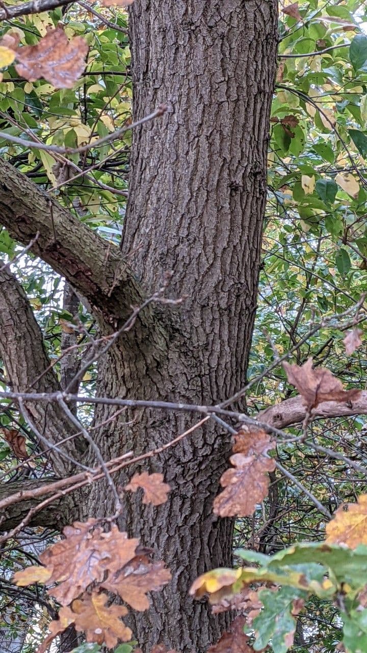 Quercia comune 21