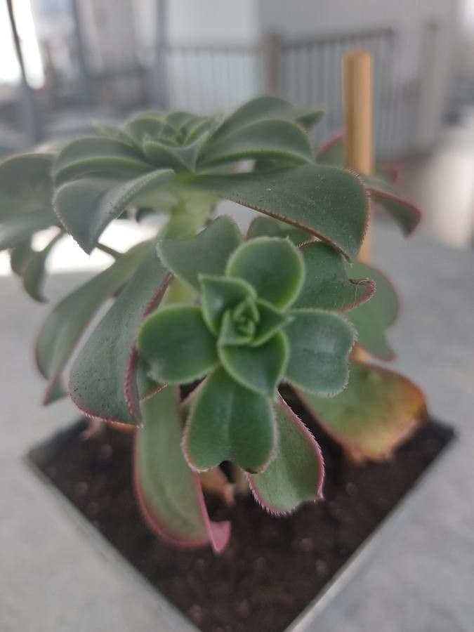 Aeonium di Haworth 11