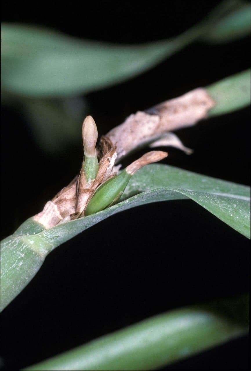 Scaphyglottis 5