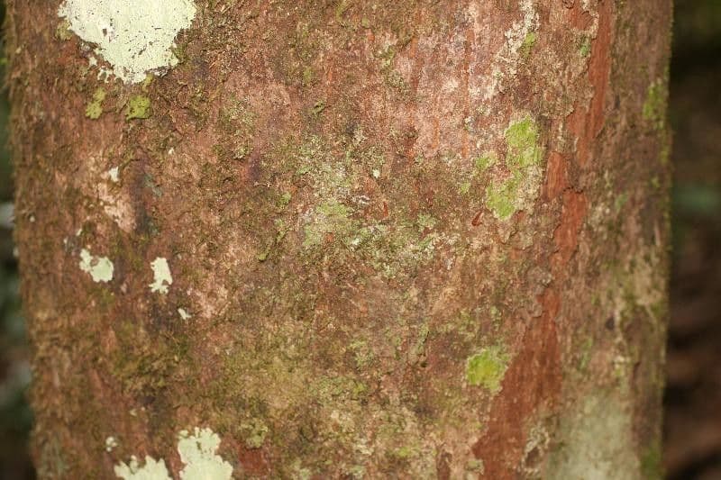 Elaeoluma 3