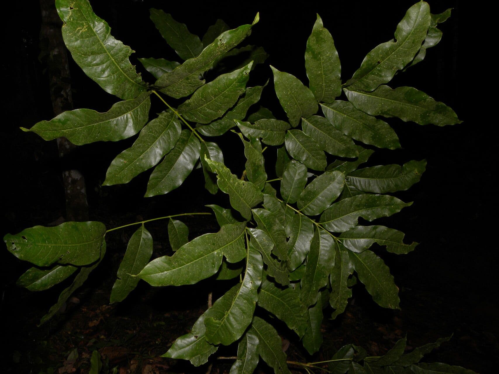 Tapirira 14