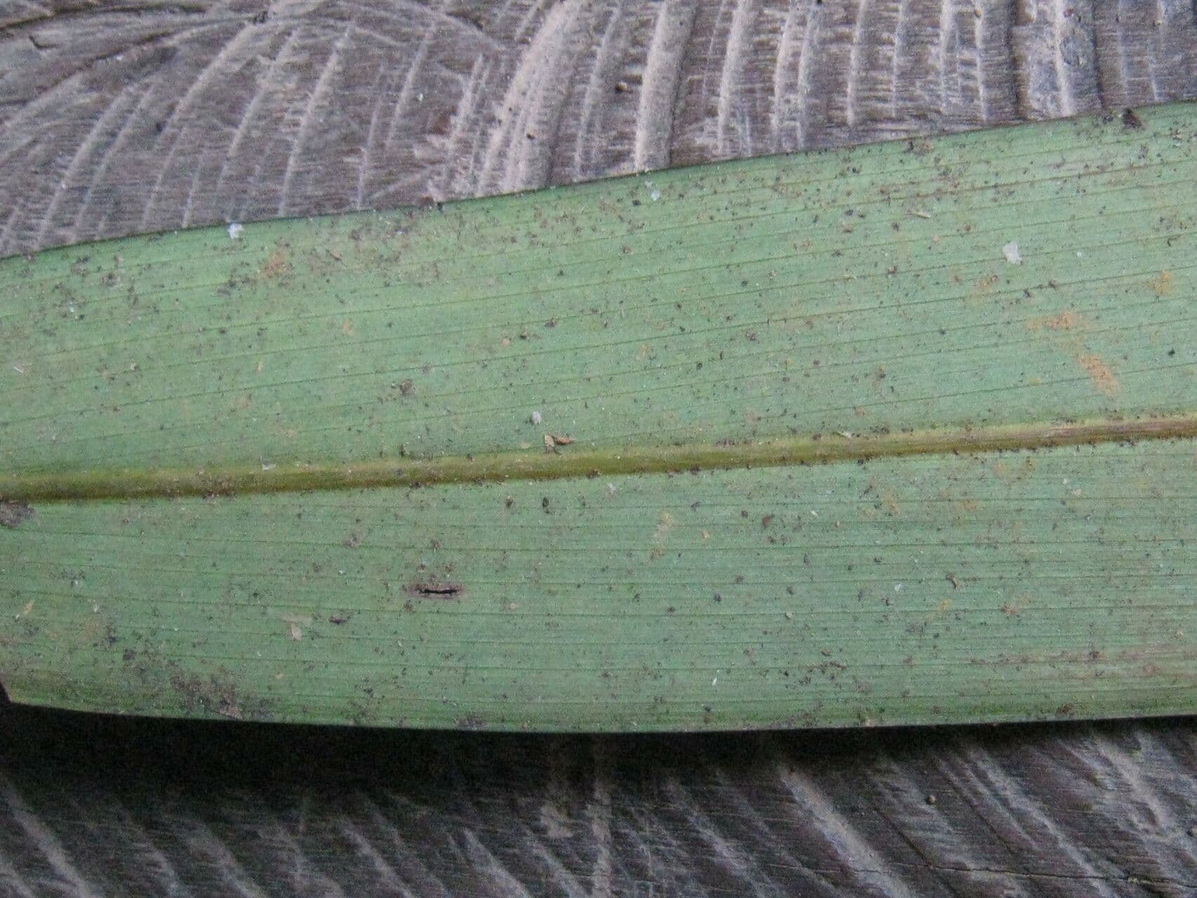 Spathanthus 8