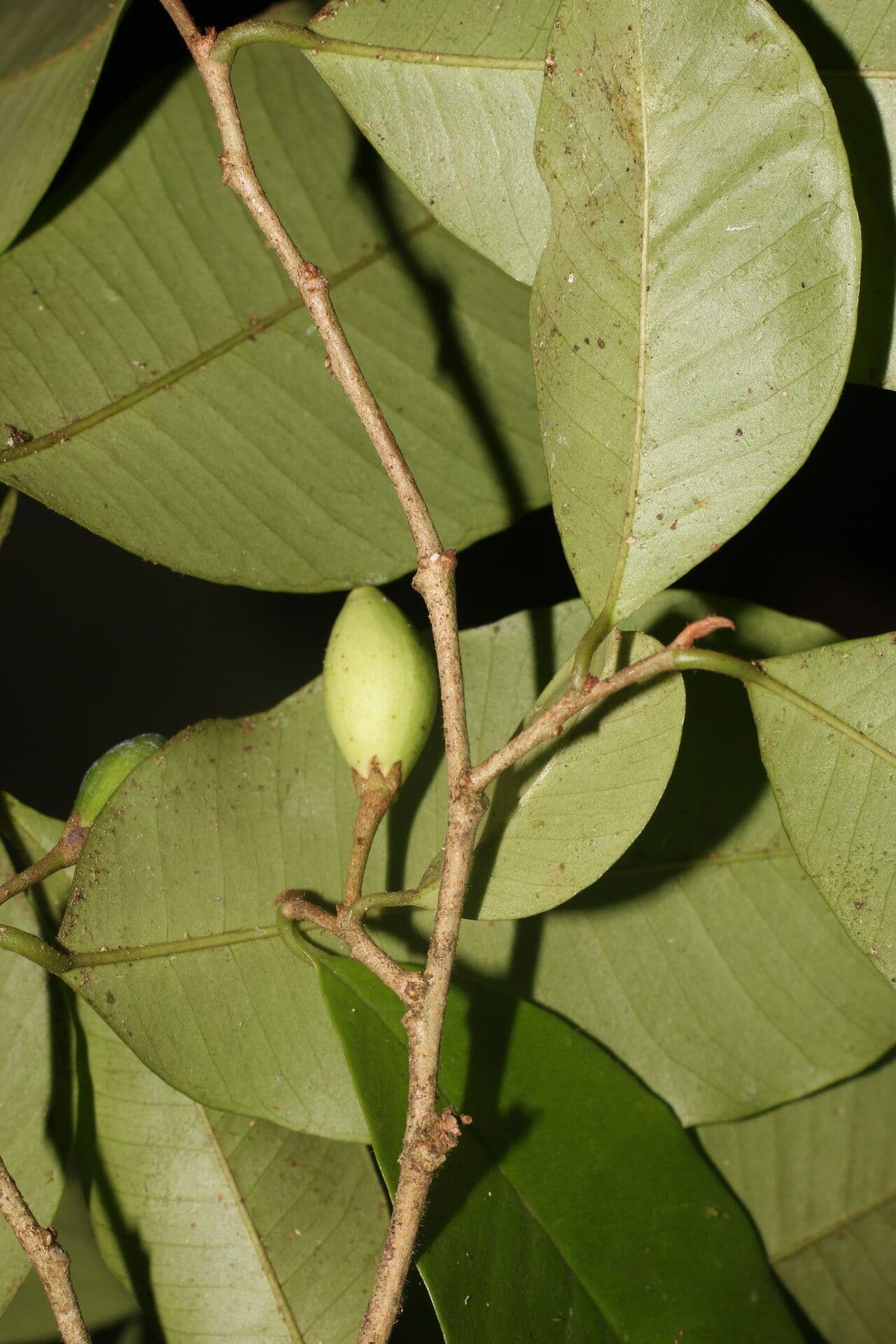 Chrysophyllum 4