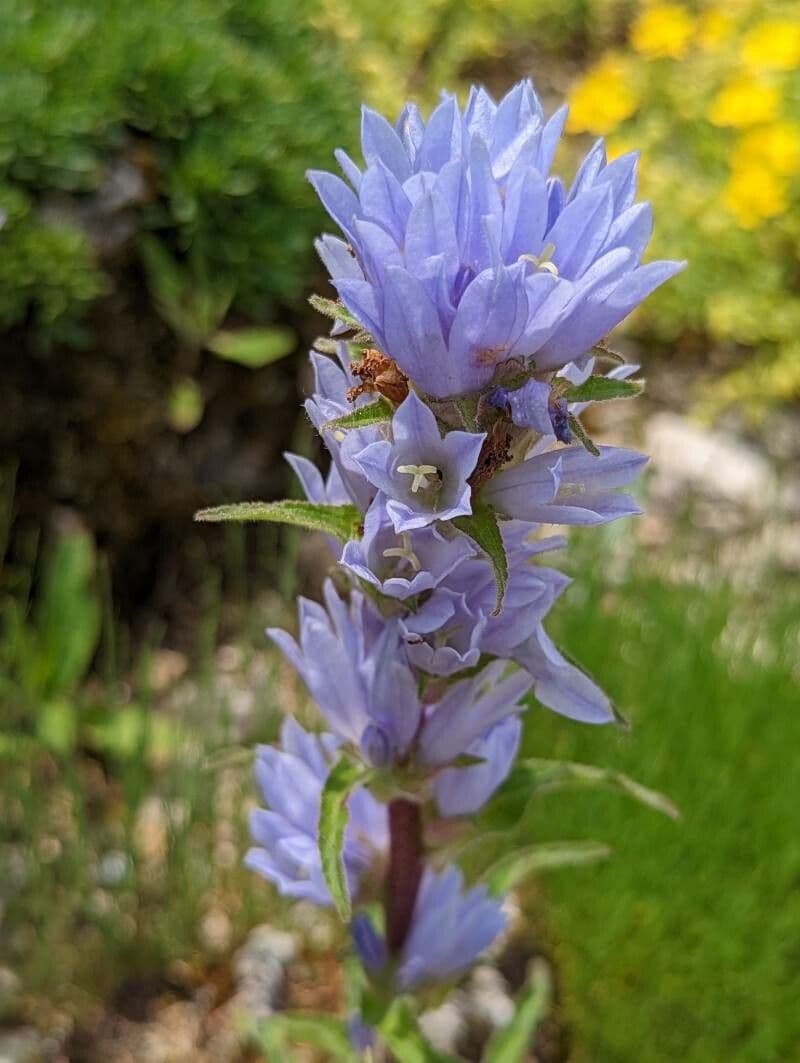 Campanula 2