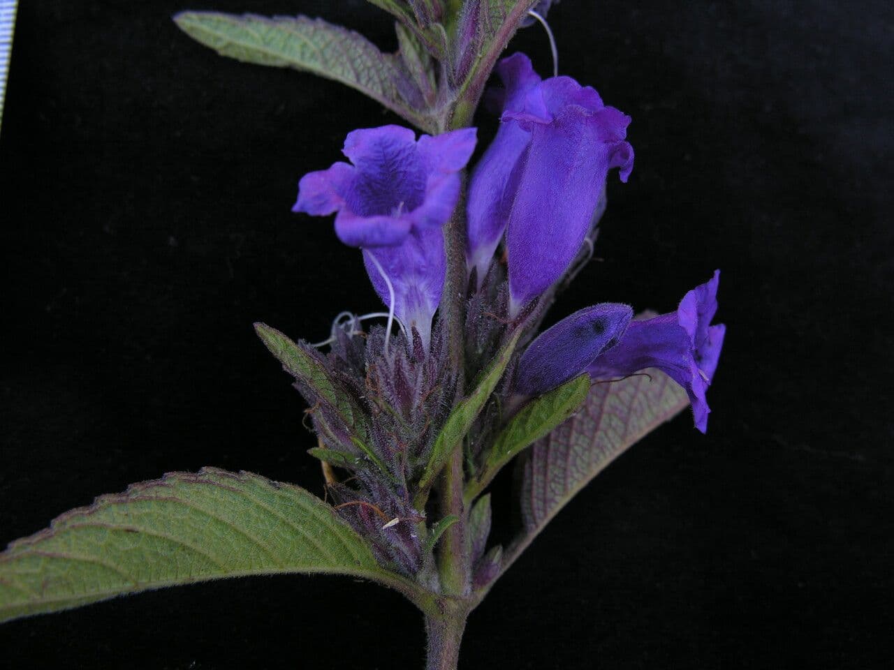 Strobilanthes 4
