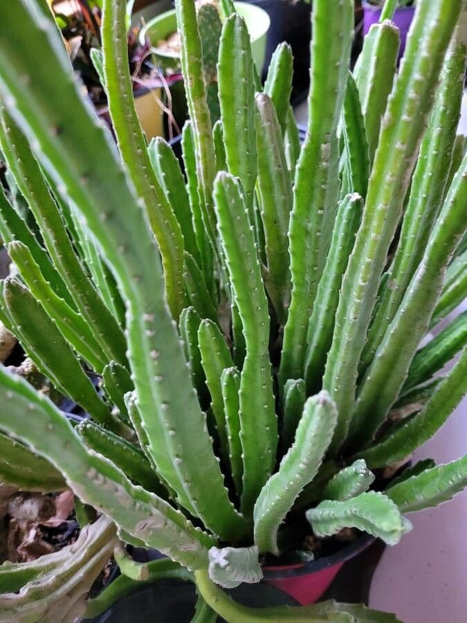 Stapelia gigantea 19