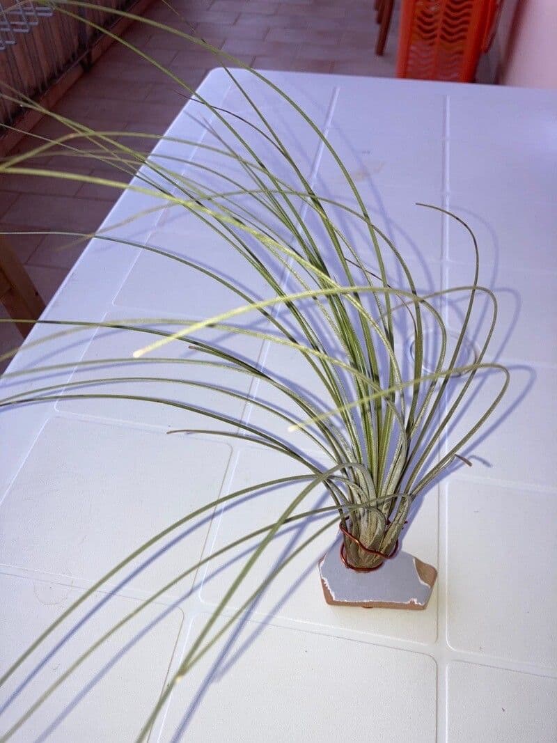Tillandsia juncea 13