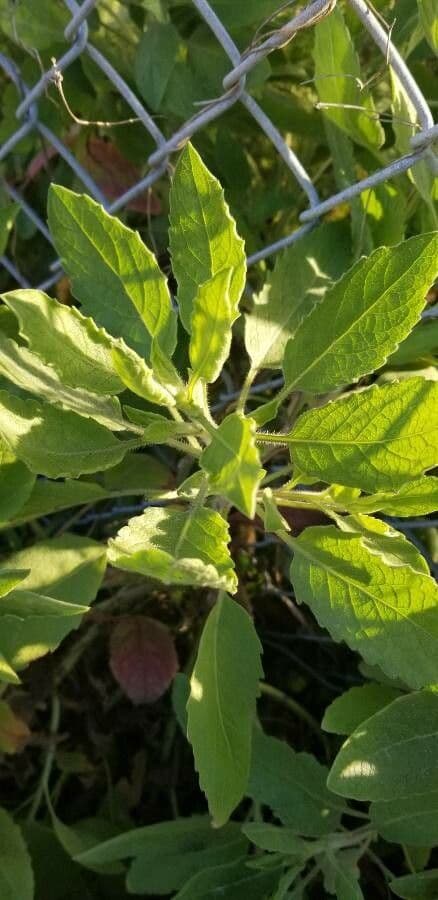 Pluchea indica 13