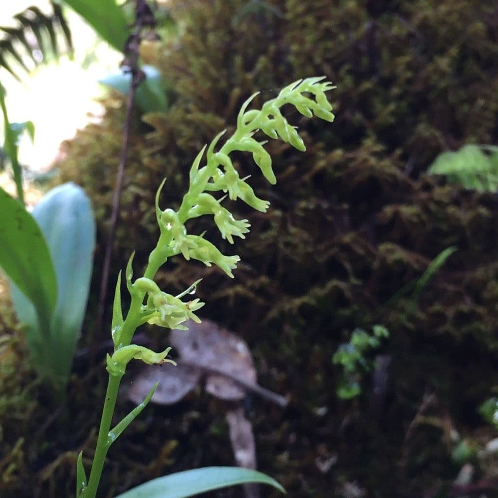 Benthamia 3