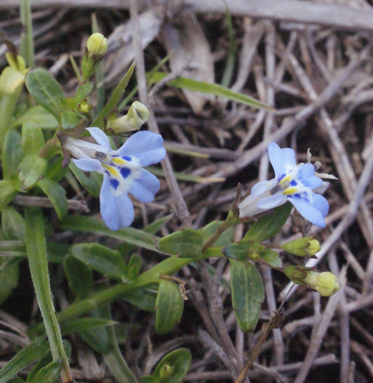 Lobelia strisciante 2