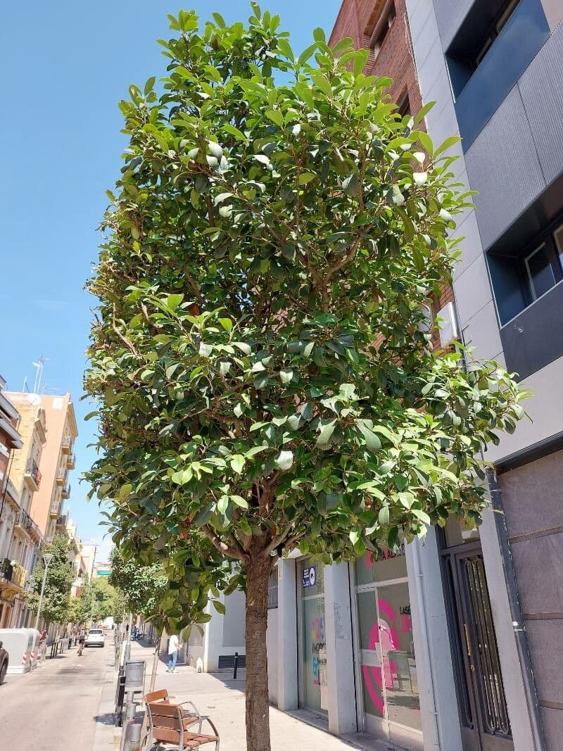 Photinia serrata 26