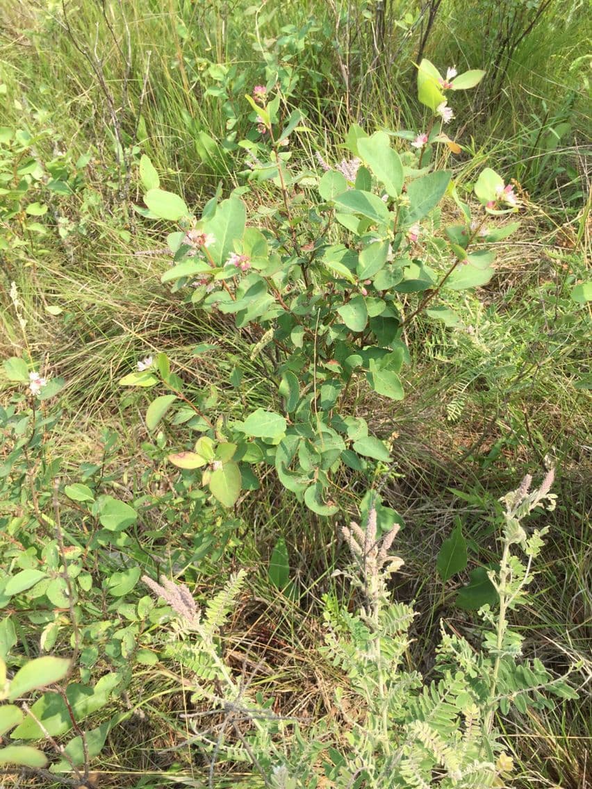 Symphoricarpos occidentalis 14