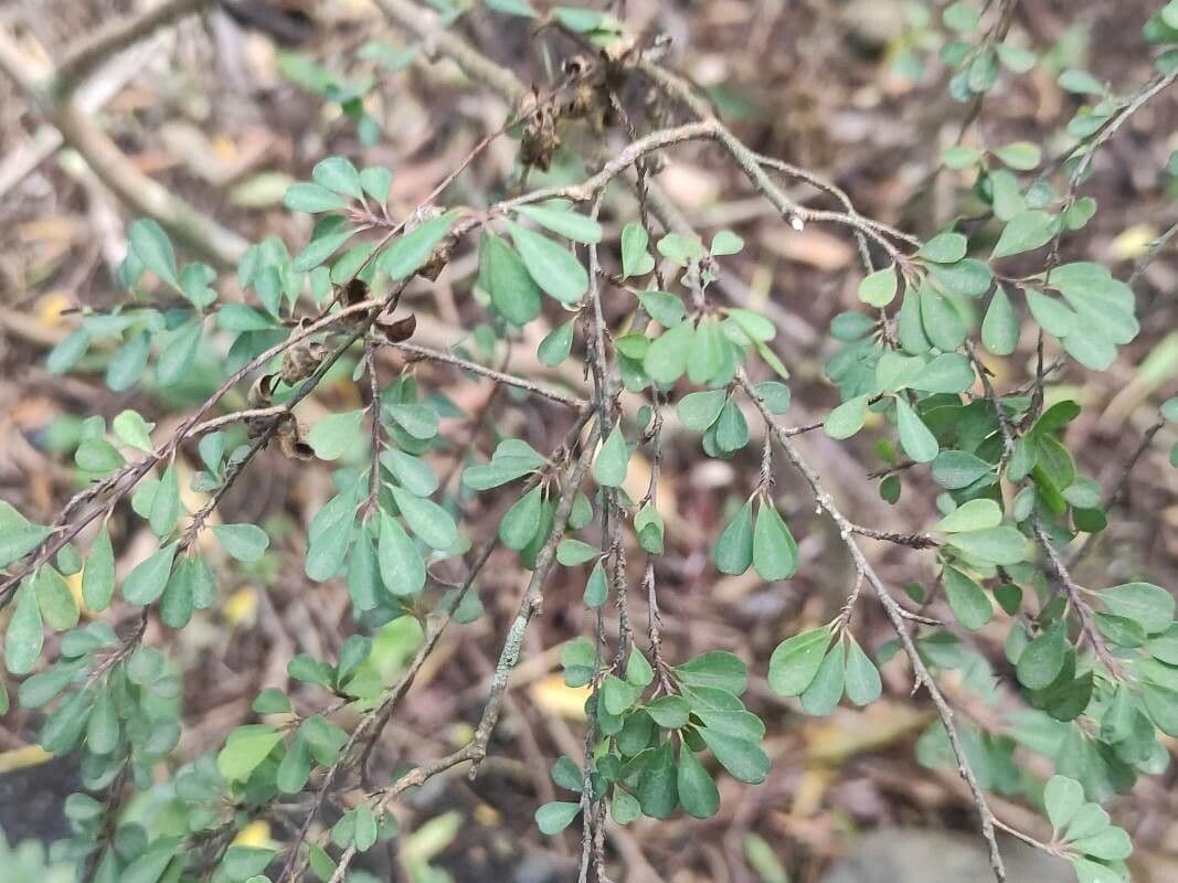 Erythroxylum