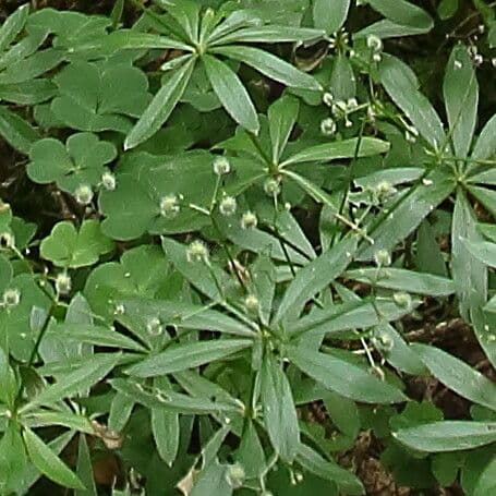 Stellina odorosa 4