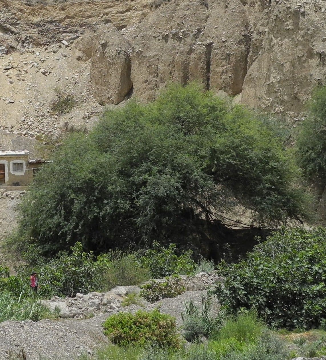 Prosopis flexuosa 3