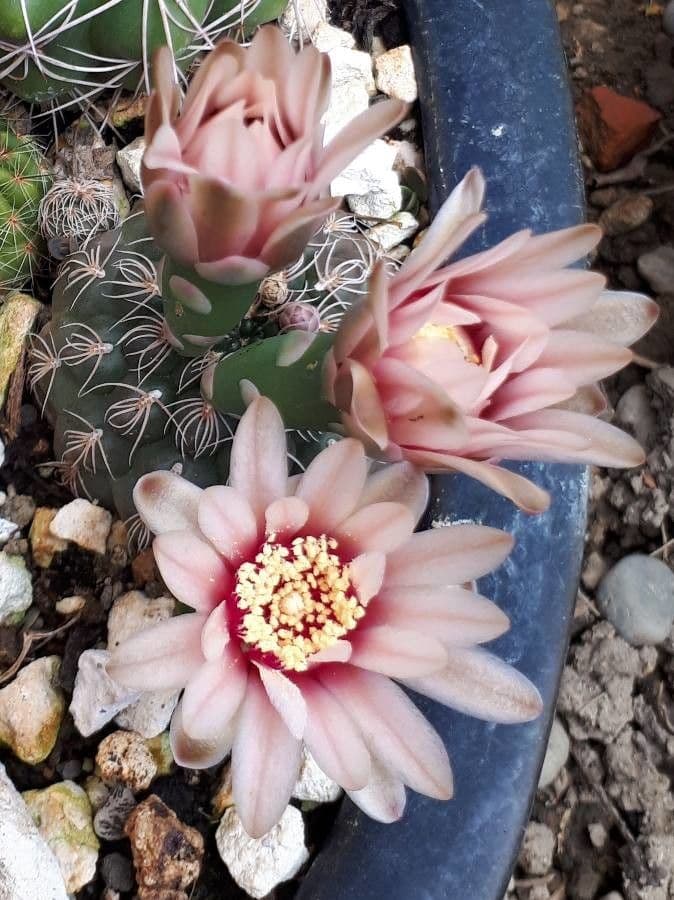 Gymnocalycium verde-rosso 4