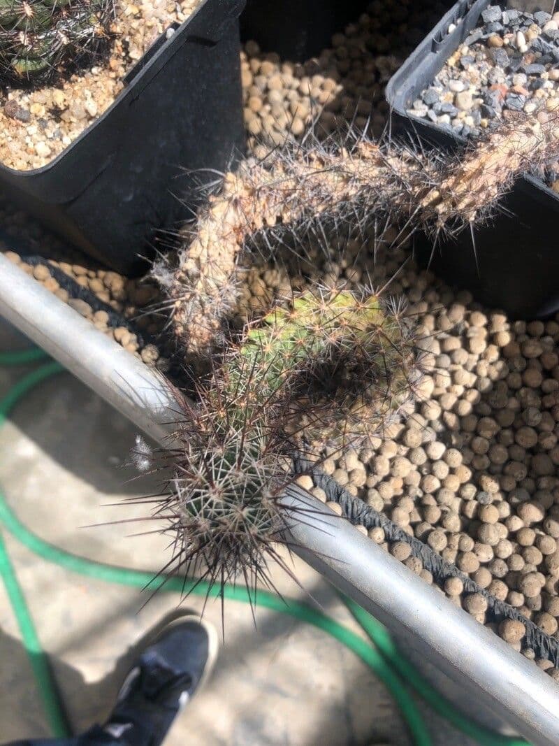 Cactus