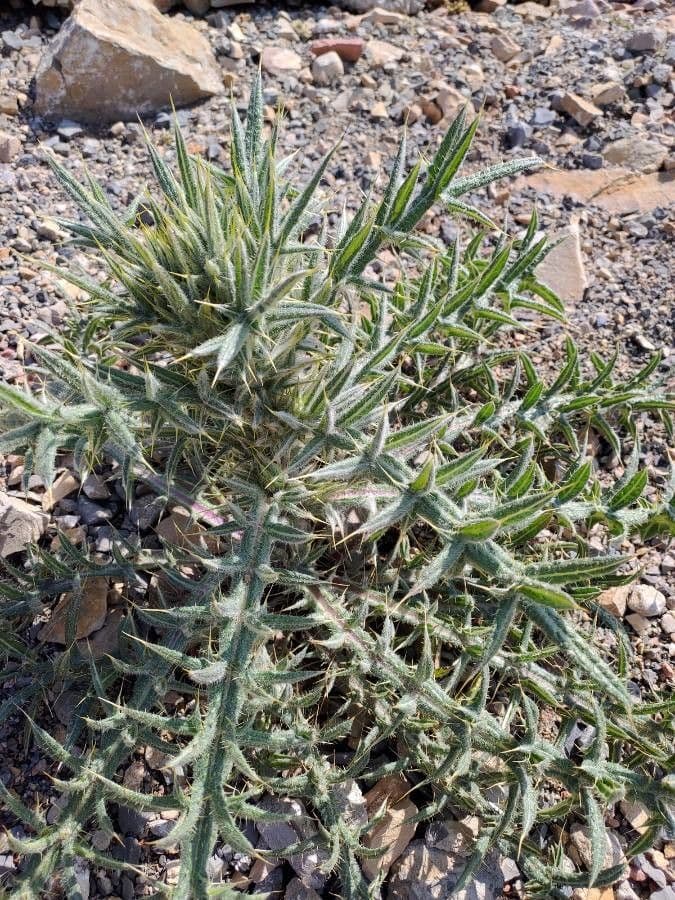 Cirsium 18