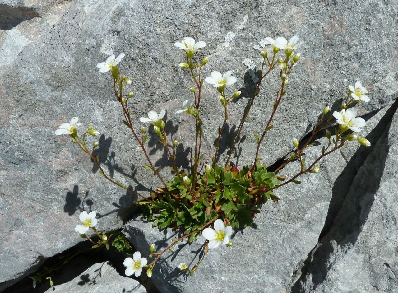 Sassifraga cuneata 7