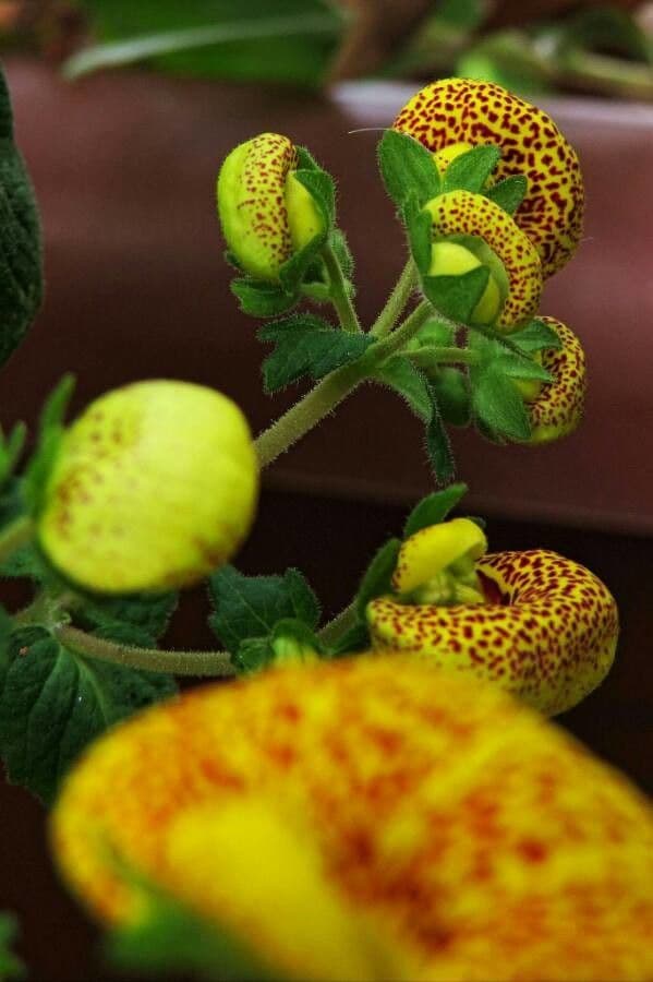 Calceolaria 5