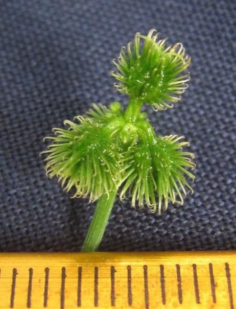Sanicula 5