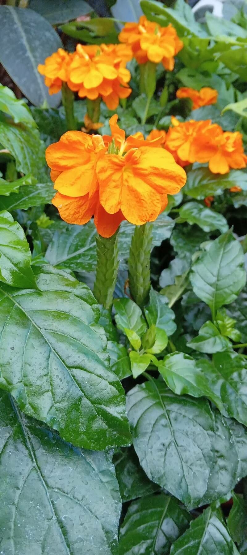 Crossandra 11