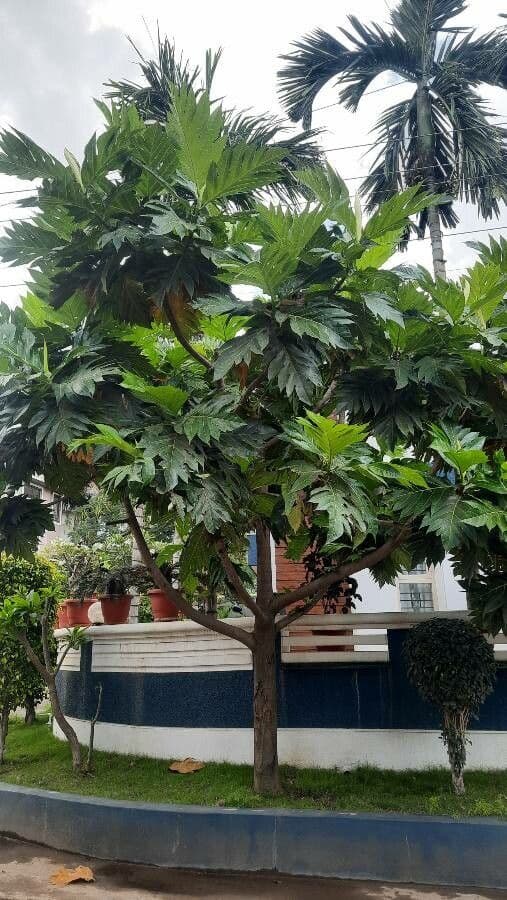 Albero del pane 30