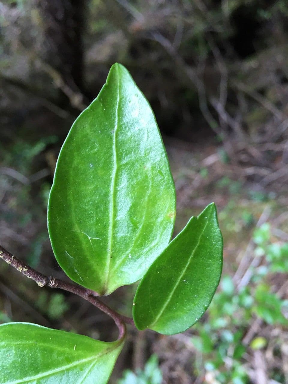 Griselinia 12