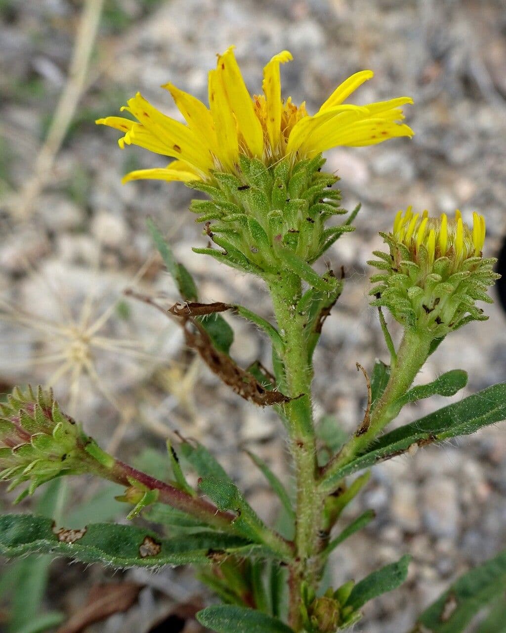 Jasonia 5
