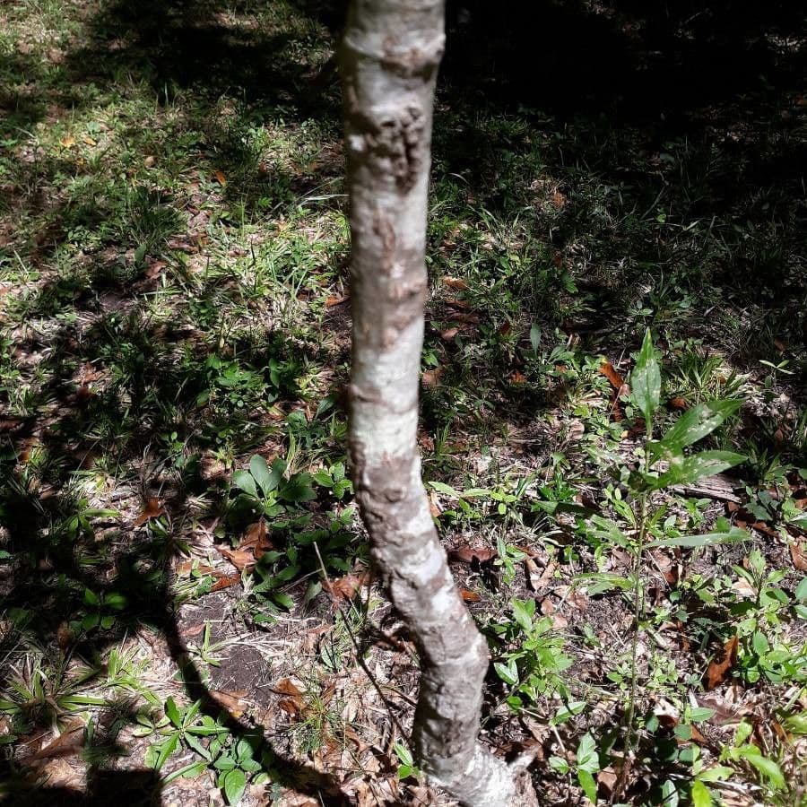 Quercia nera 19