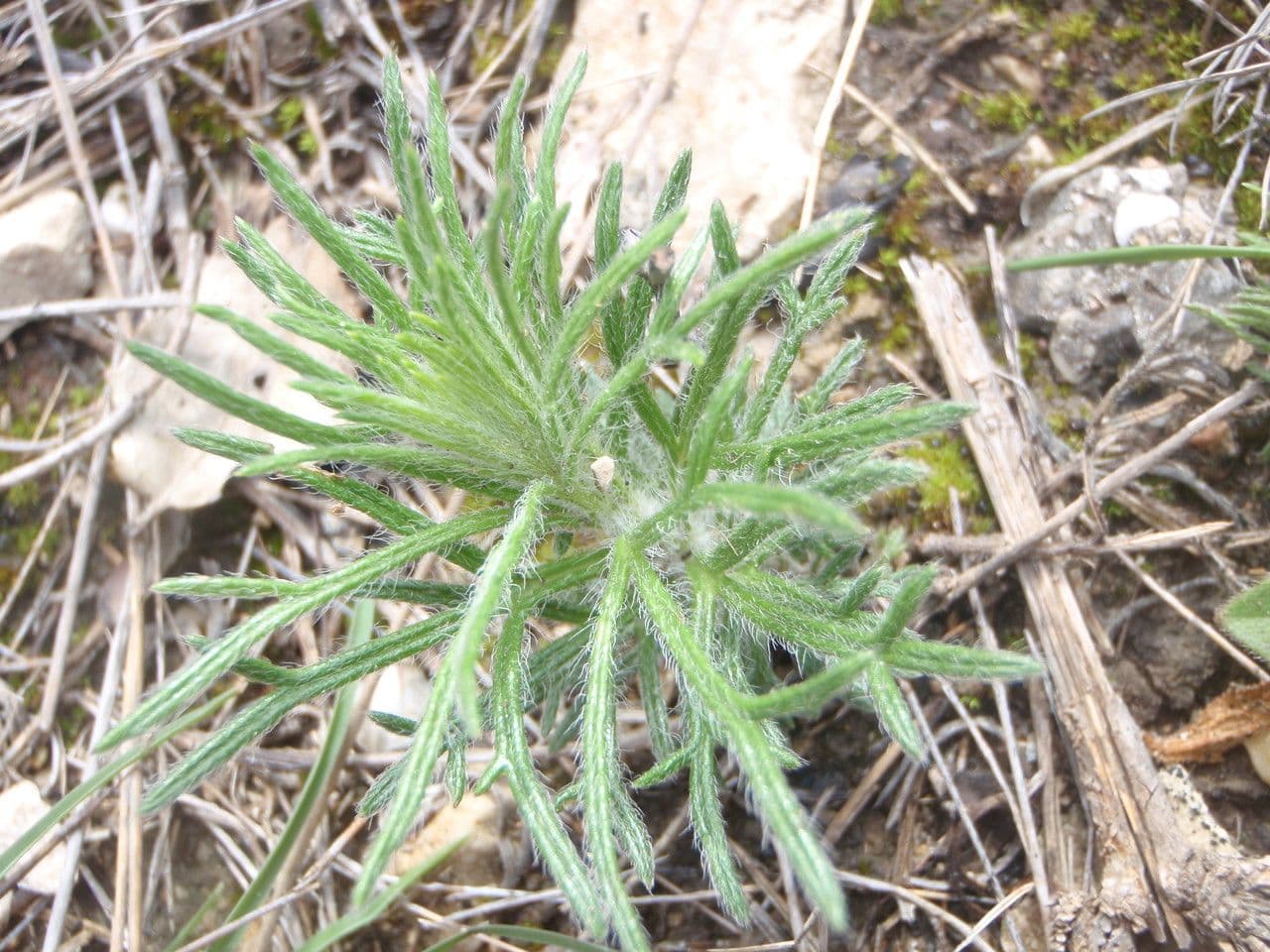 Teucrium pseudochamaepitys 13