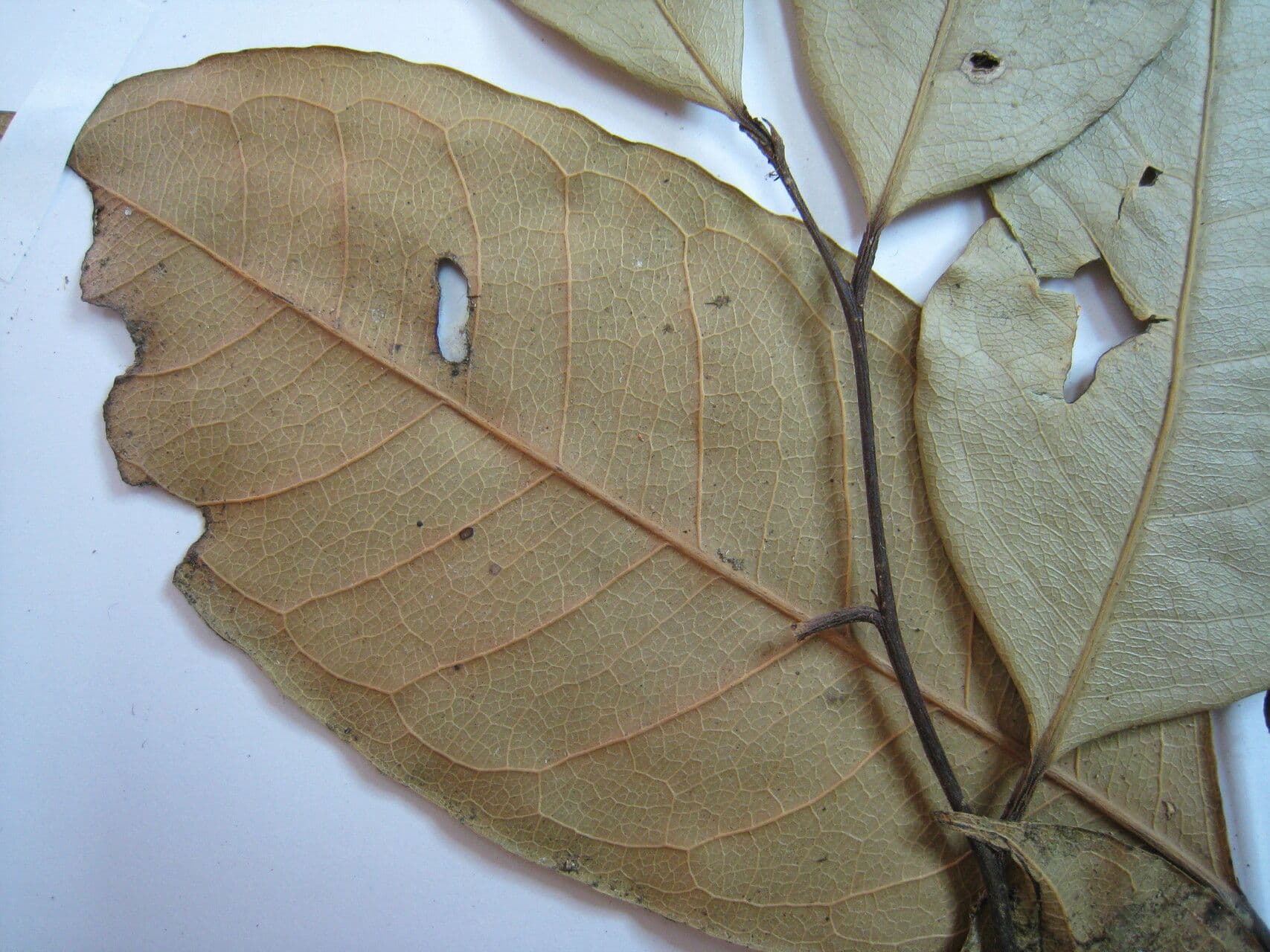 Eschweilera 5