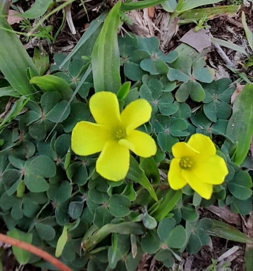 Acetosa