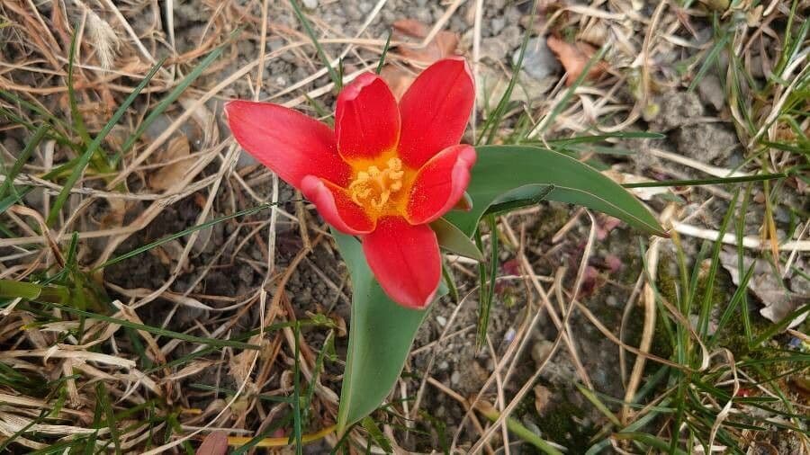 Tulipano ninfea 13
