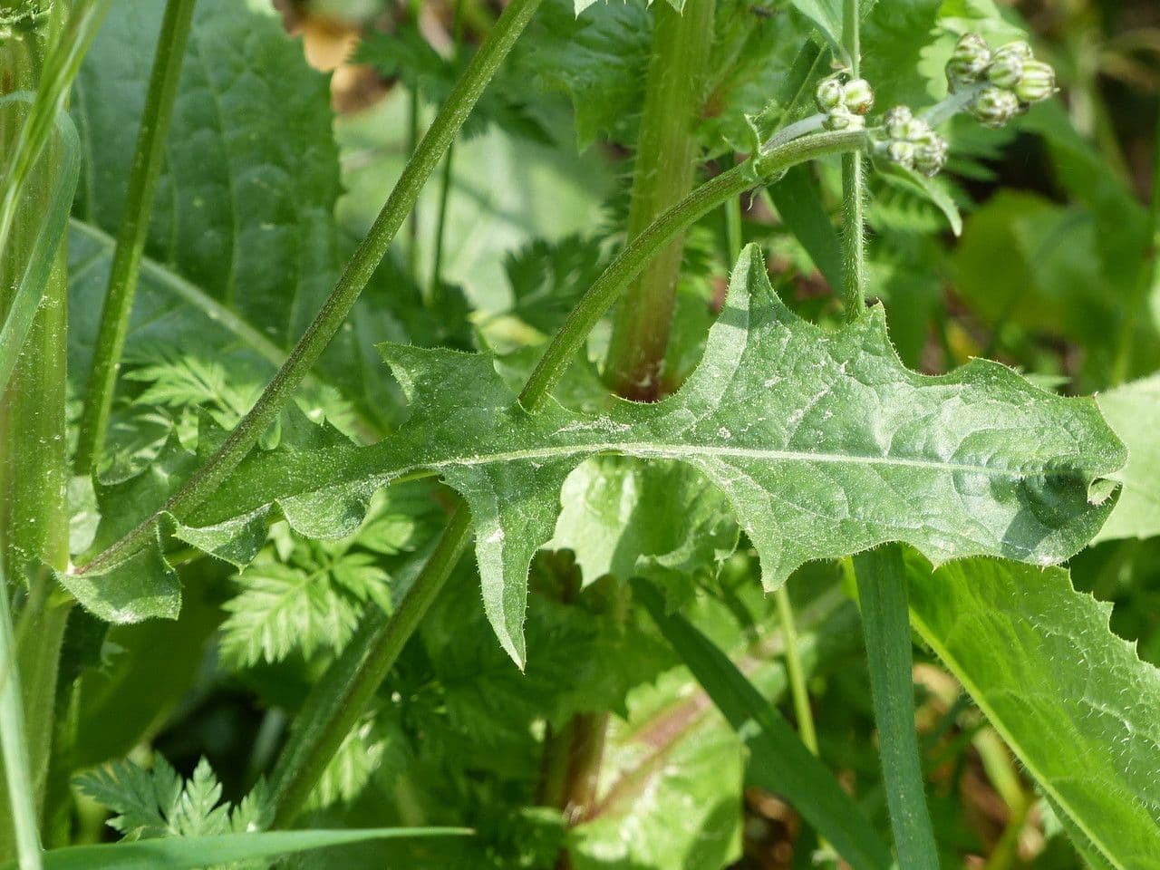 Radicchiella setolosa 20