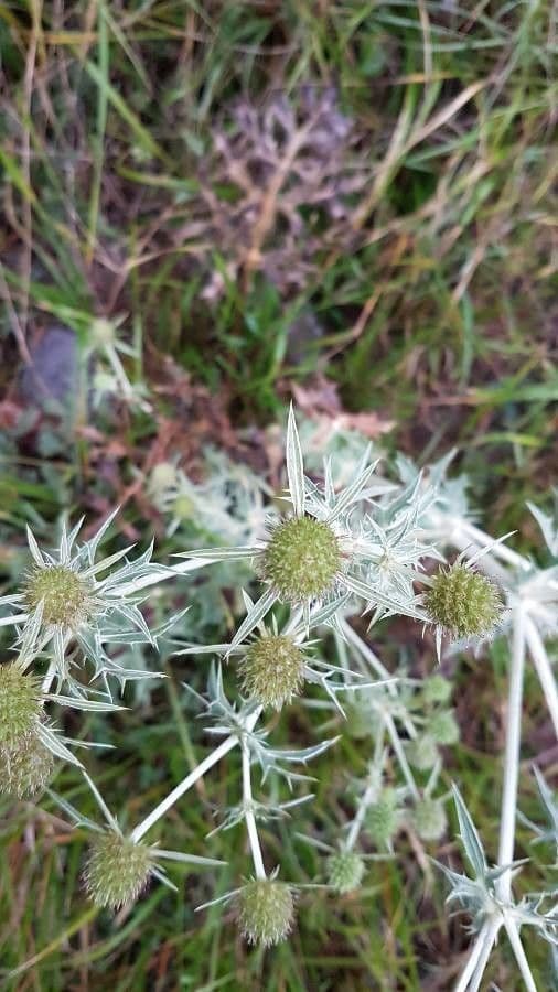 Panicaut champêtre 11