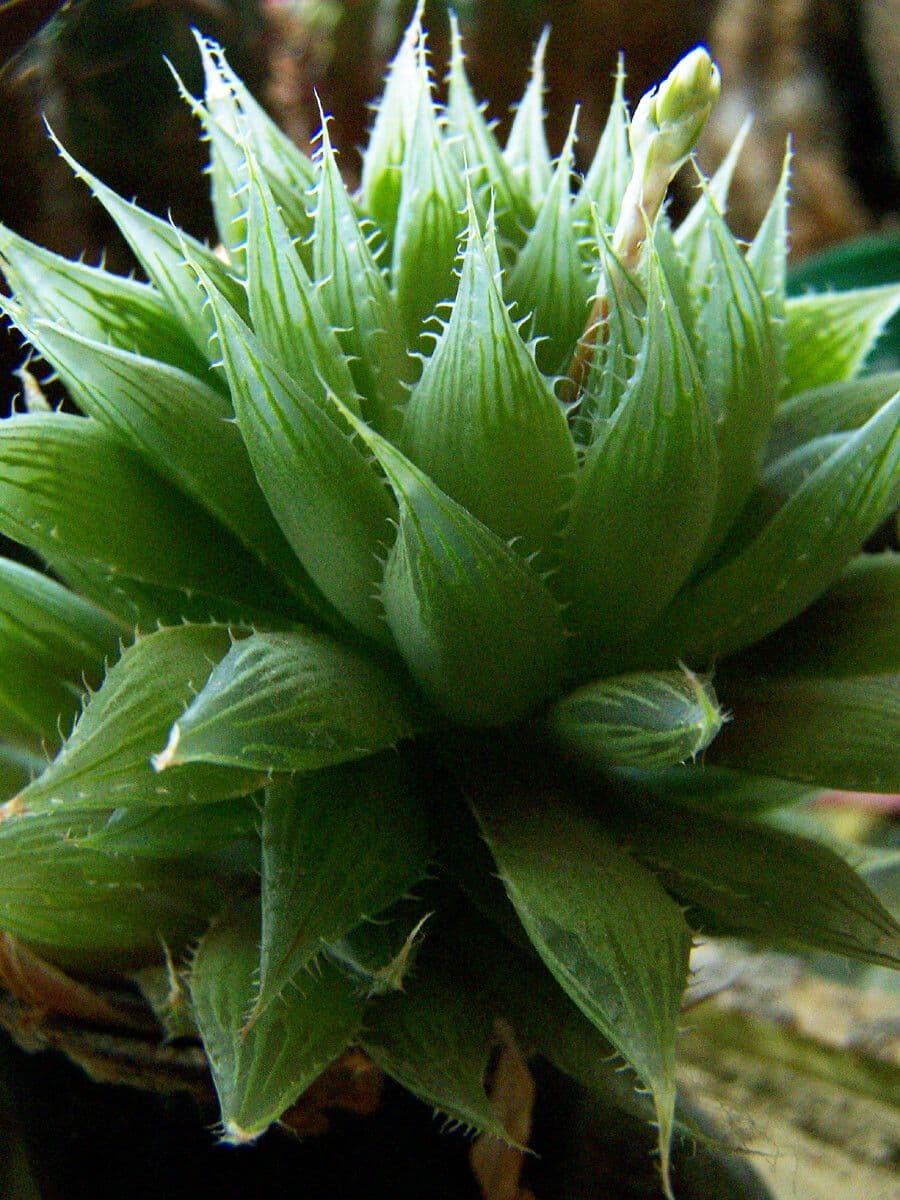 Hawortia Coopera 12