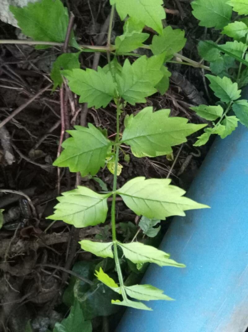 Trompeta de Virginia 20