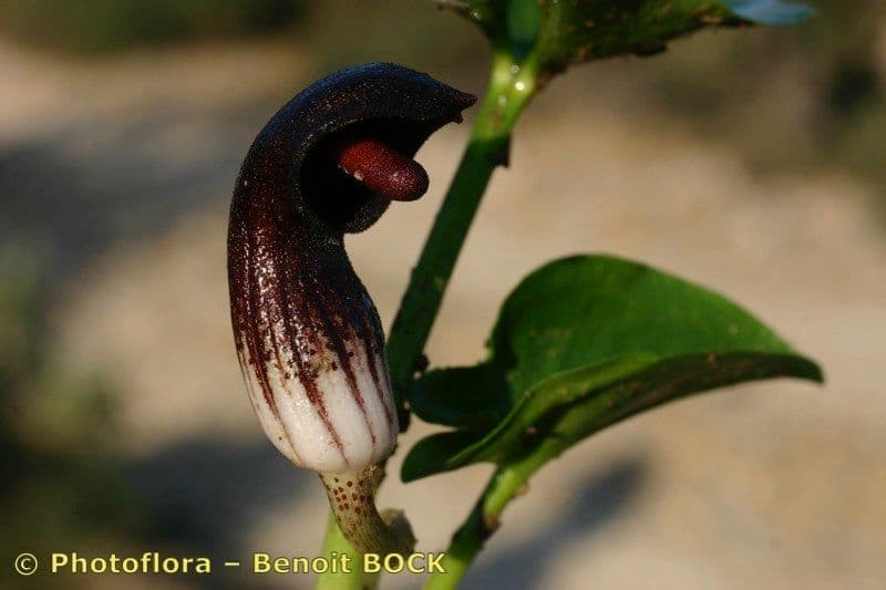 Arisarum 2
