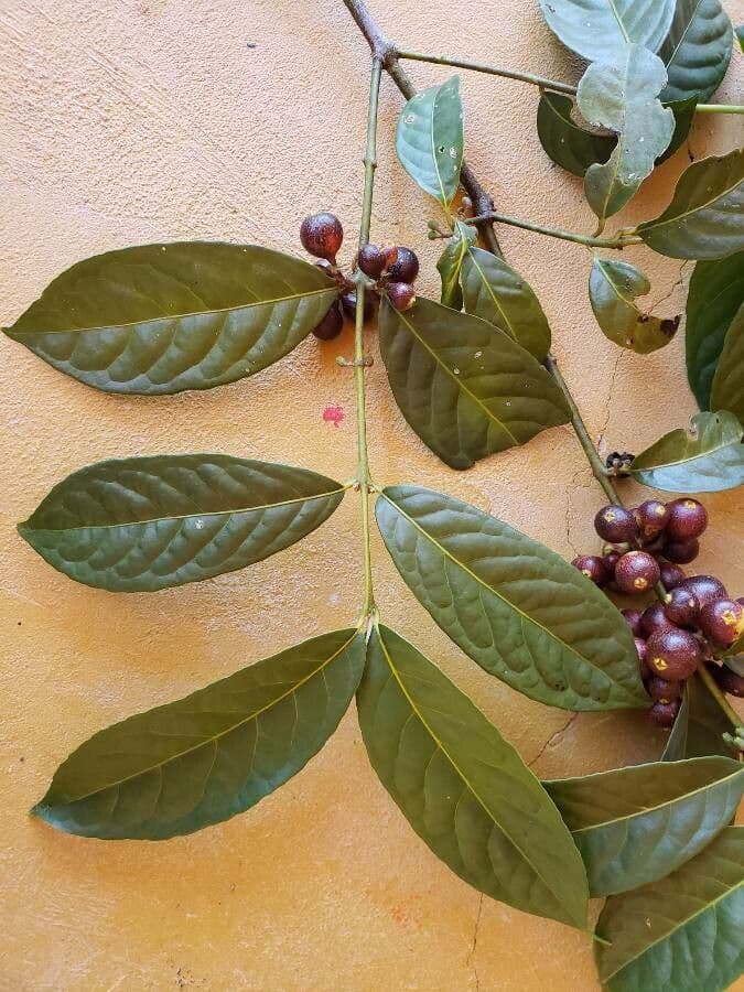 Siparuna 15