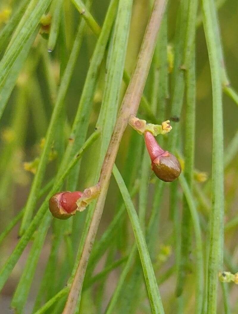 Exocarpos 4