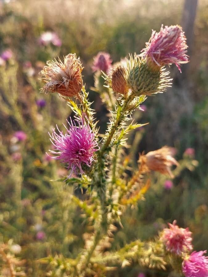 Weg-Distel 6