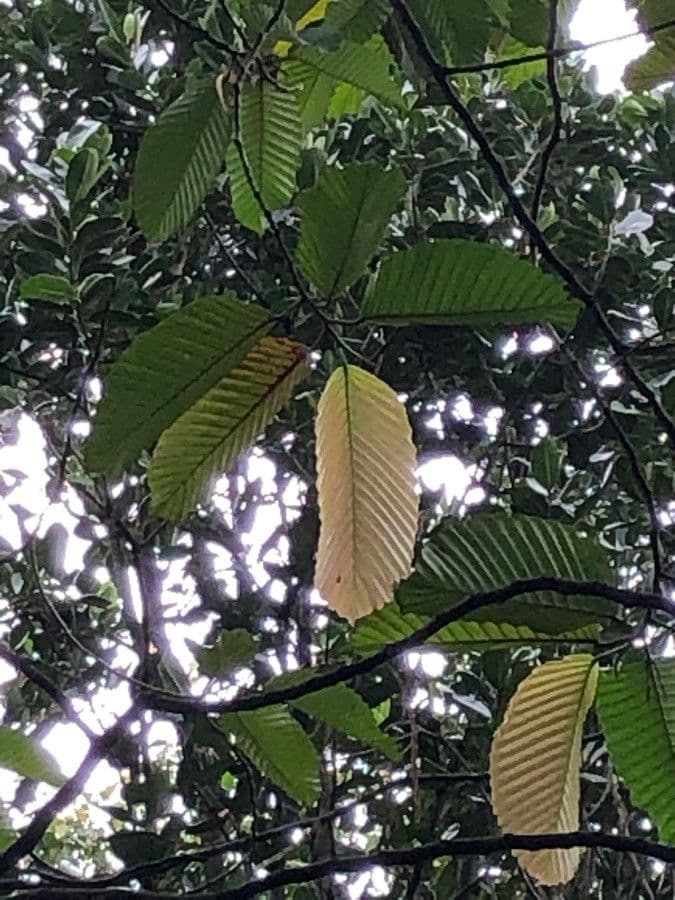 Dipterocarpus 8