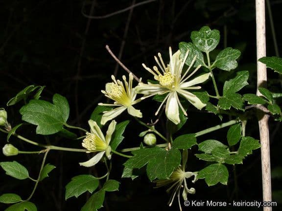 Clematide a pochi fiori 5