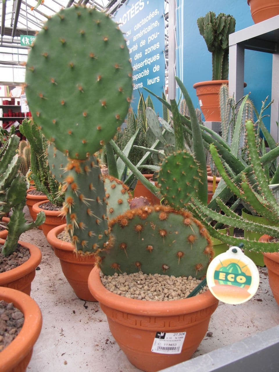 Chenille prickly-pear 12