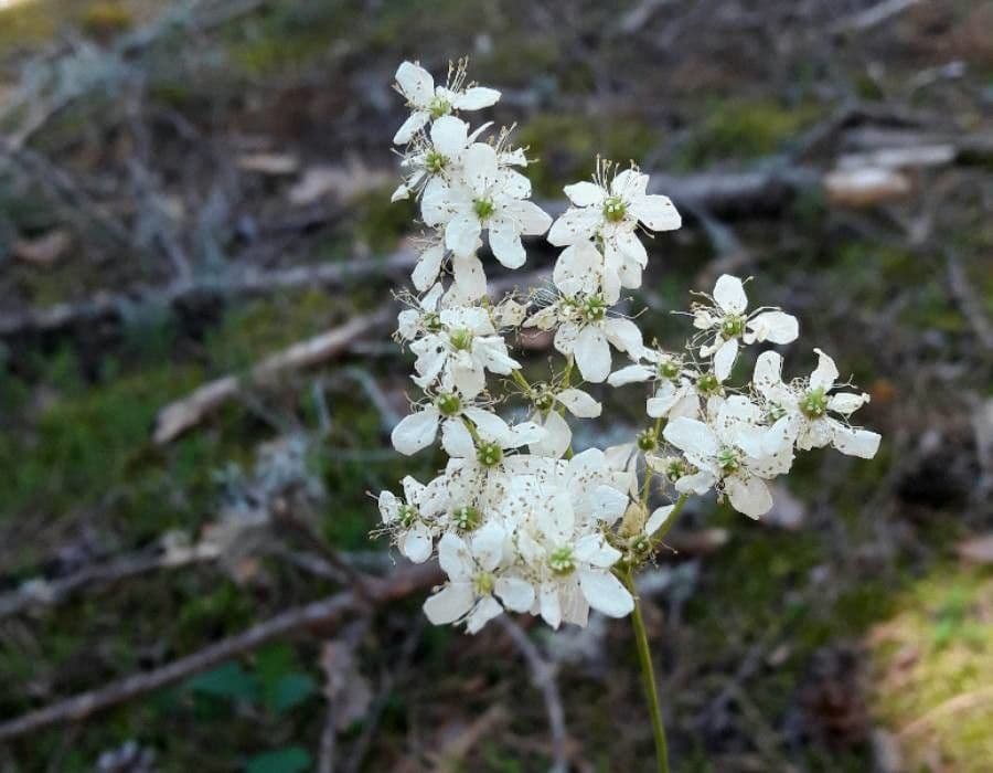 Filipendula comune 7
