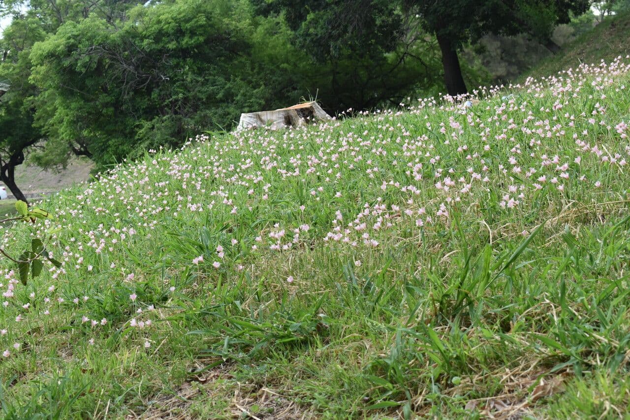 Zephyranthes 7