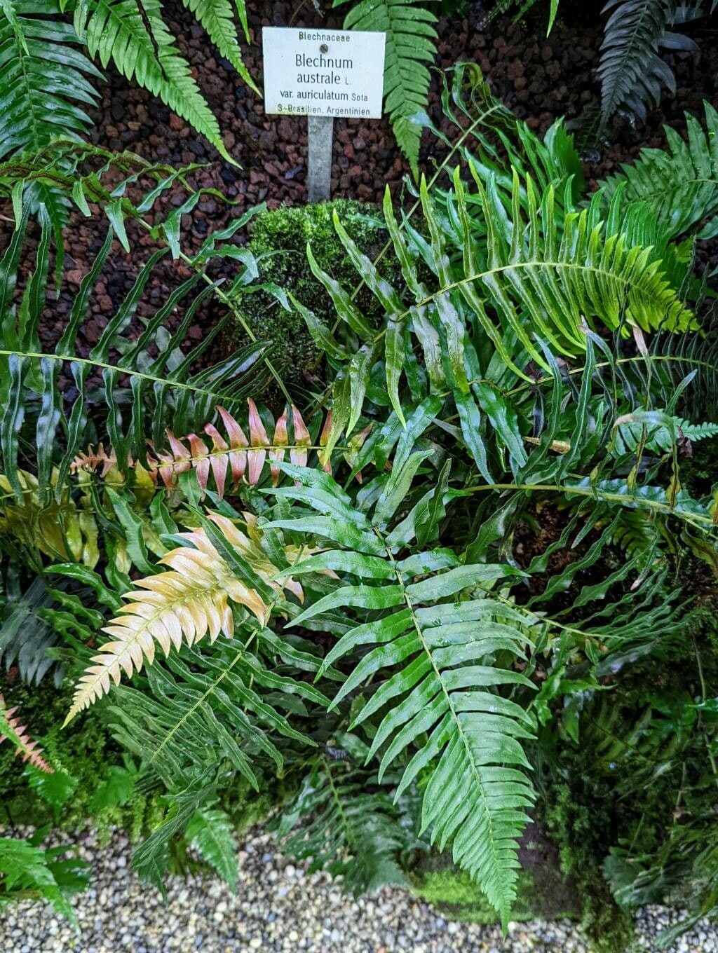 Blechnum australe 12